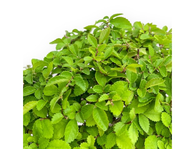 Ulmus Parviflora - Olme - 39 cm 2