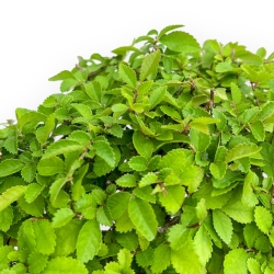 Ulmus Parviflora - Ulmen - 39 cm