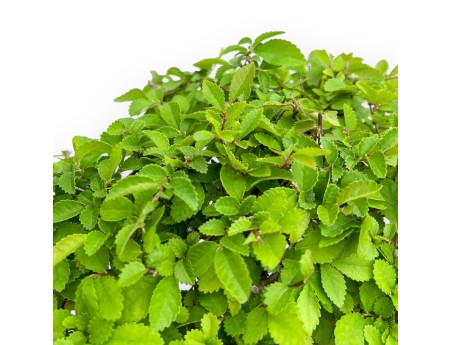 Ulmus Parviflora - Olme - 39 cm