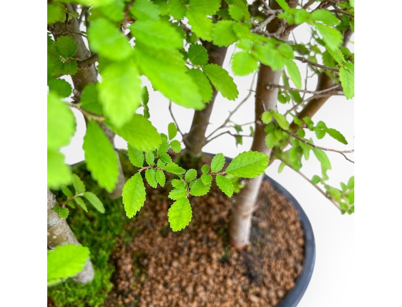 Ulmus Parviflora - Olmo - 39 cm