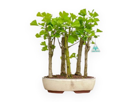 Ginkgo Biloba - 42 cm