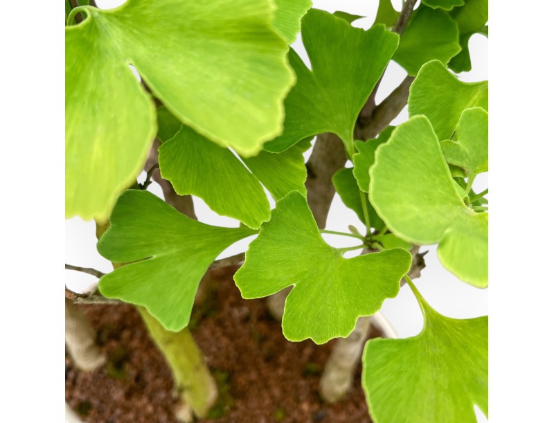Ginkgo Biloba - 42 cm