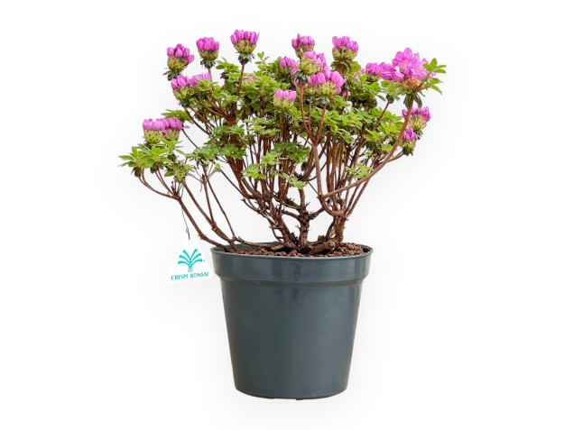 Rhododendron Indicum Fujikake - Azalée - 33 cm