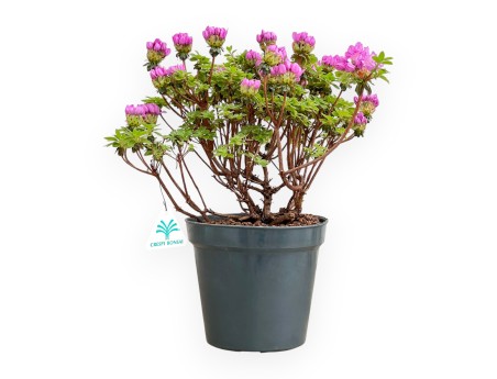 Rhododendron Indicum Fujikake - Azalée - 33 cm