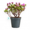 Rhododendron Indicum Fujikake - Azalea - 33 cm