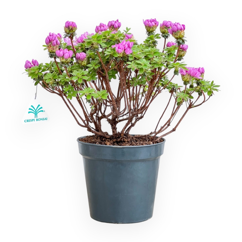 Rhododendron Indicum Fujikake - Azalea - 33 cm