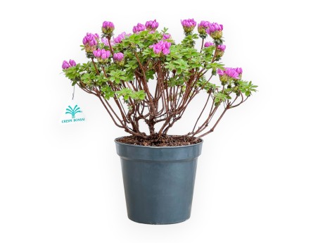 Rhododendron Indicum Fujikake - Azalea - 33 cm