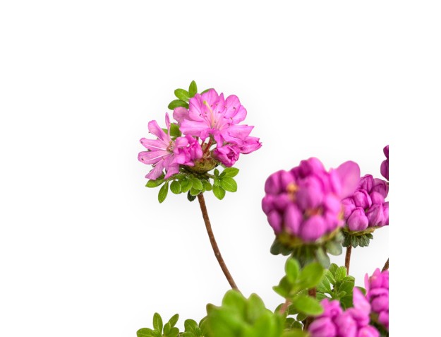 Rhododendron Indicum Fujikake - Azalée - 33 cm 2