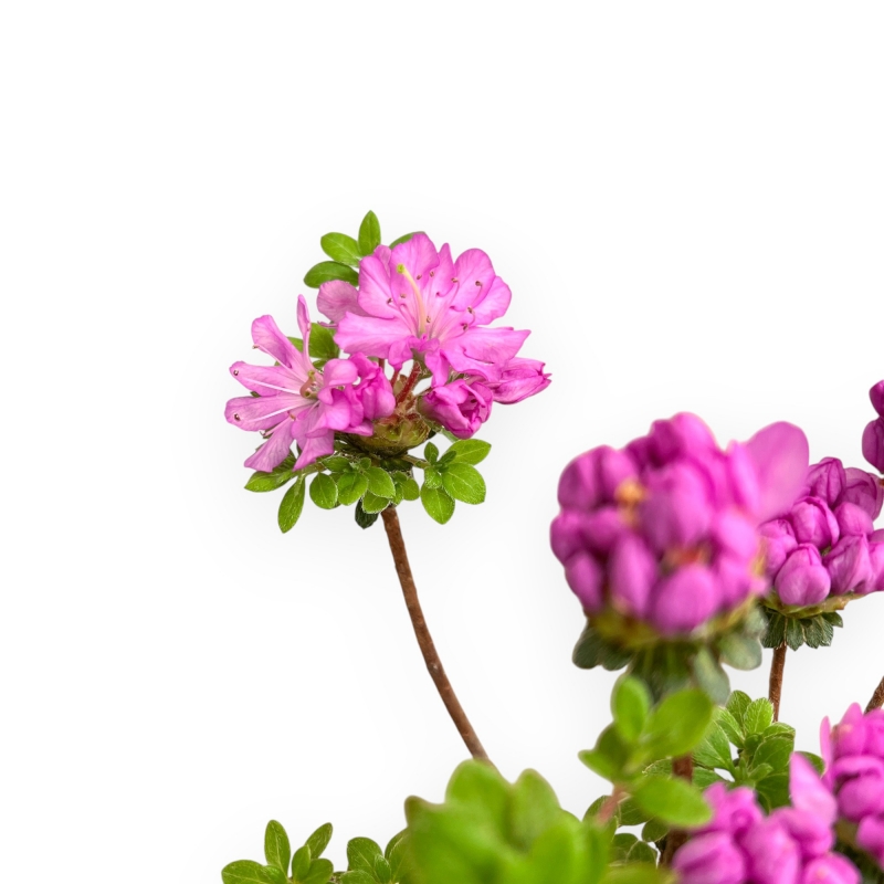 Rhododendron Indicum Fujikake - Azalea - 33 cm