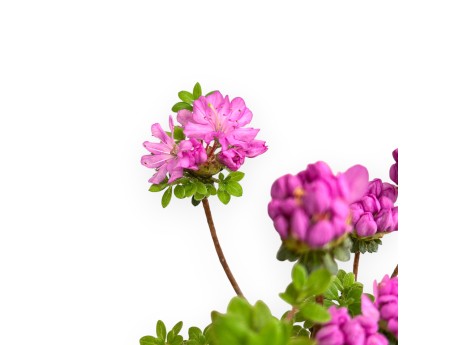 Rhododendron Indicum Fujikake - Azalée - 33 cm