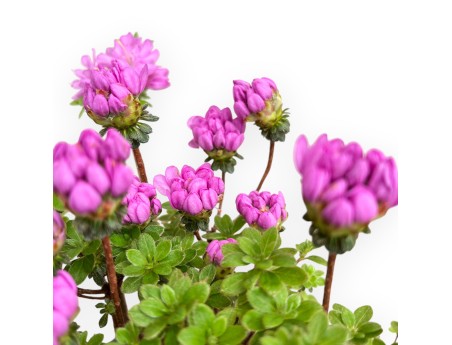 Rhododendron Indicum Fujikake - Azalée - 33 cm