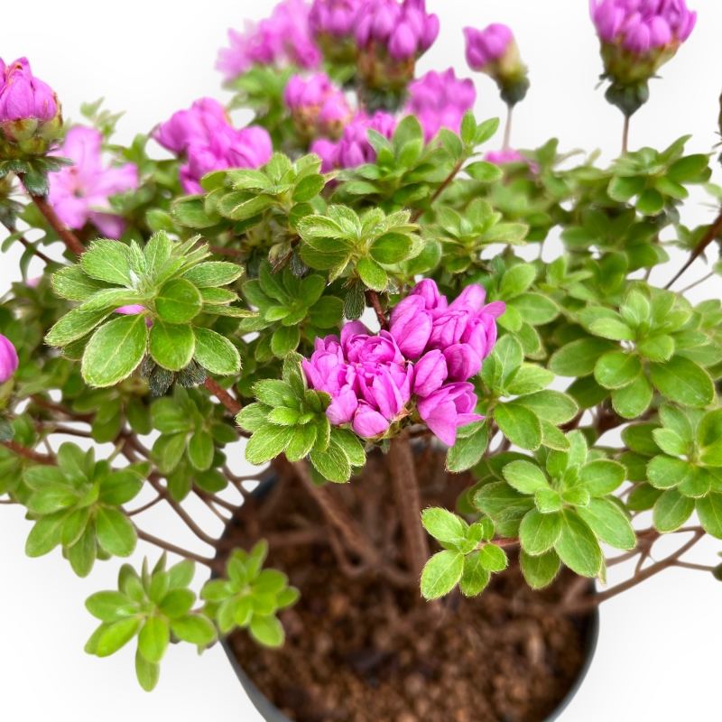 Rhododendron Indicum Fujikake - Azalea - 33 cm