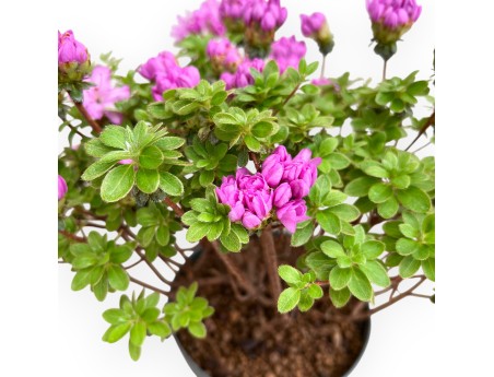 Rhododendron Indicum Fujikake - Azalea - 33 cm