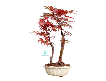 Acer Palmatum Nomura - Érable - 35 cm