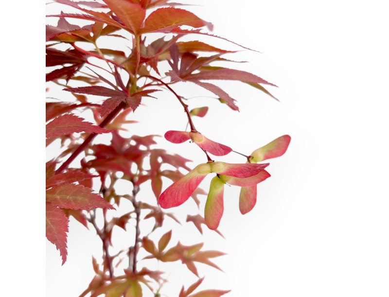 Acer Palmatum Nomura - Arce - 35 cm