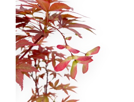 Acer Palmatum Nomura - Arce - 35 cm