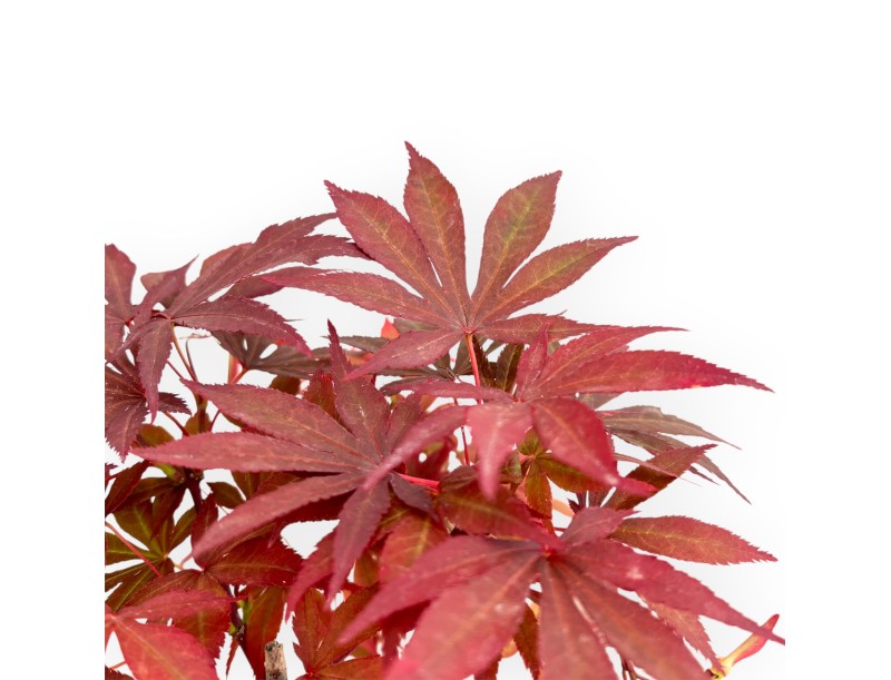 Acer Palmatum Nomura - Maple - 35 cm