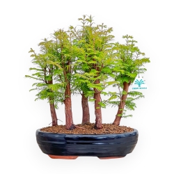 Metasequoia - 37 cm