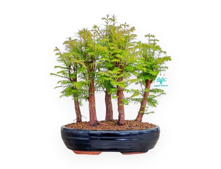 Metasequoia - 37 cm
