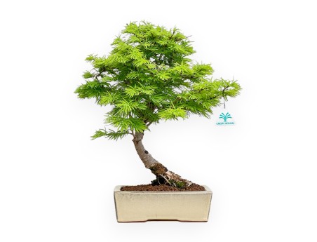 Pseudolarix - Lariks - 46 cm