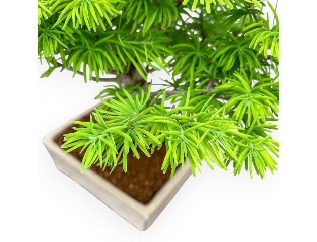 Pseudolarix - Larch - 46 cm 2