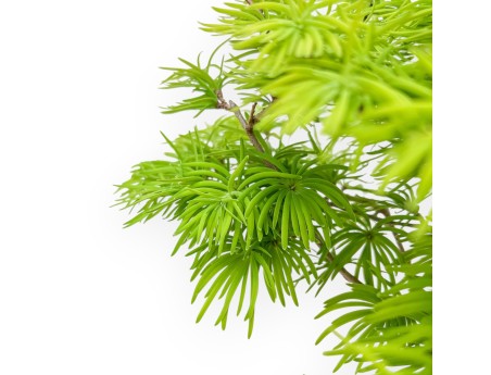 Pseudolarix - Larch - 46 cm
