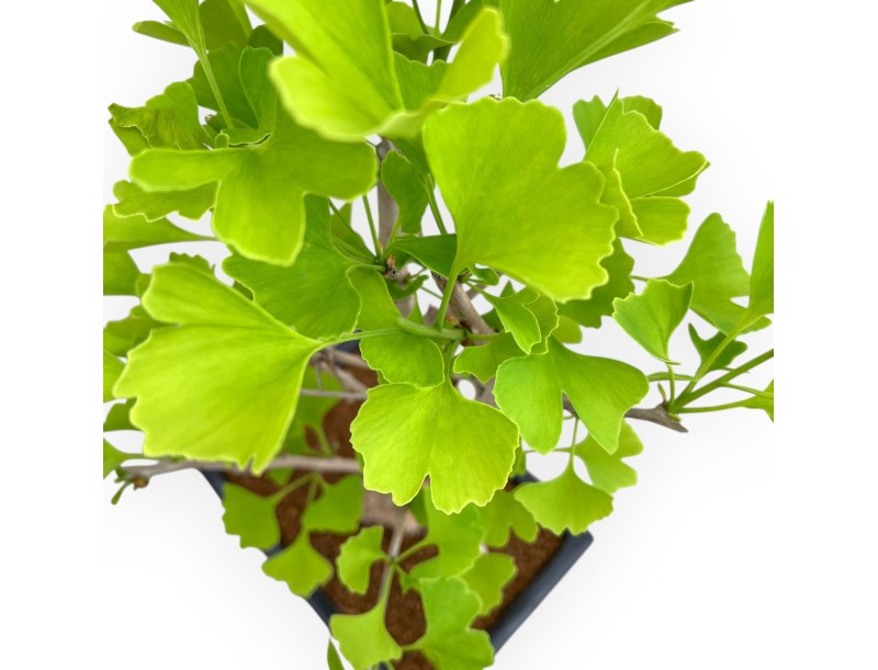 Ginkgo Biloba - 53 cm