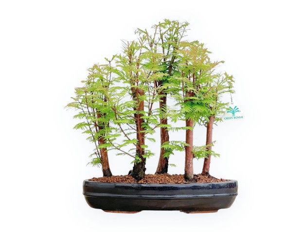Metasequoia - 40 cm