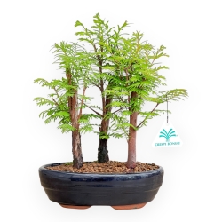 Metasequoia - 30 cm