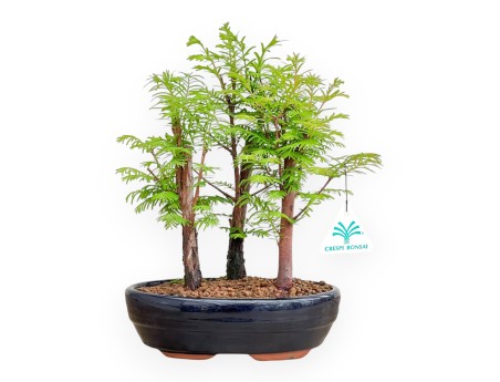 Metasequoia - 30 cm