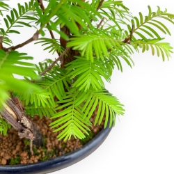 Metasequoia - 30 cm