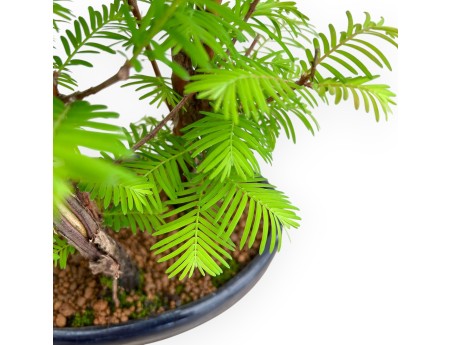 Metasequoia - 30 cm