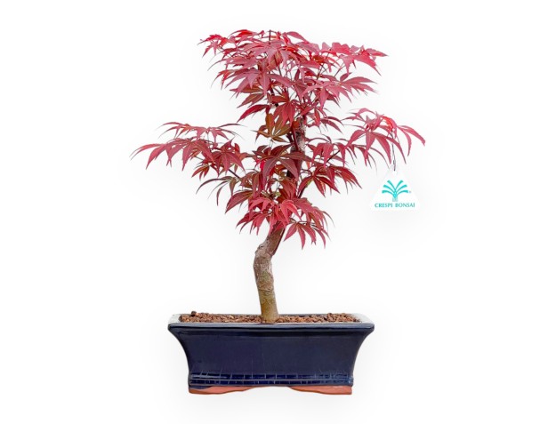Acer Palmatum Nomura - Esdoorn - 39 cm