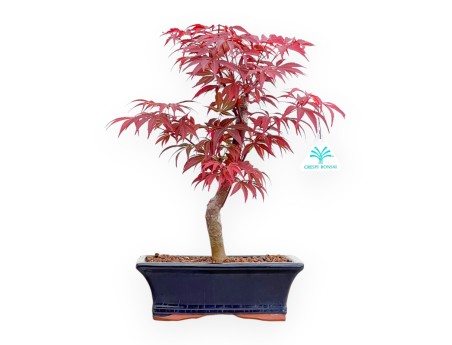 Acer Palmatum Nomura - Maple - 39 cm
