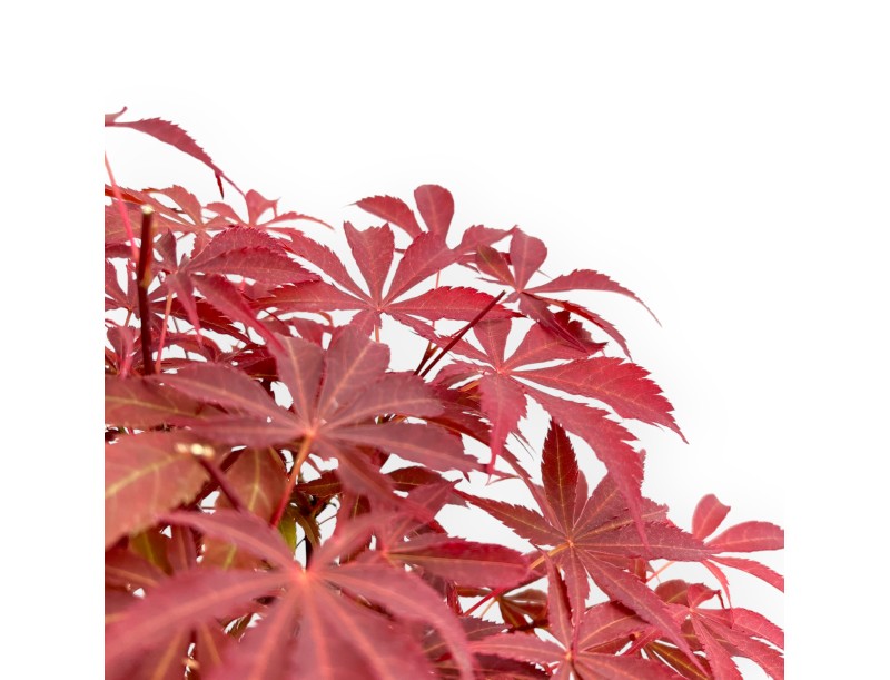 Acer Palmatum Nomura - Maple - 39 cm