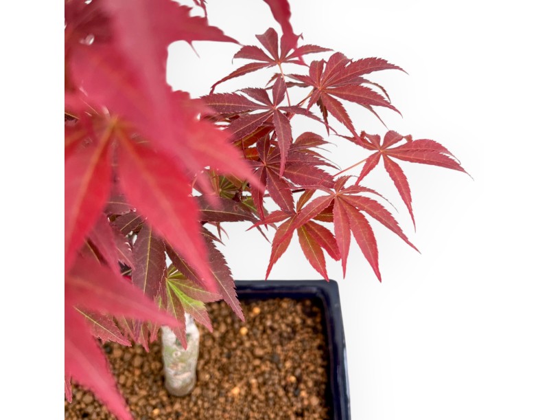 Acer Palmatum Nomura - Arce - 39 cm