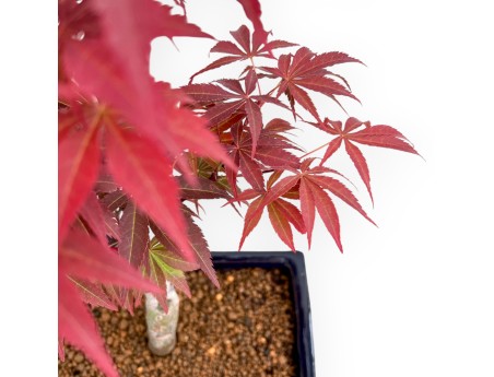 Acer Palmatum Nomura - Esdoorn - 39 cm