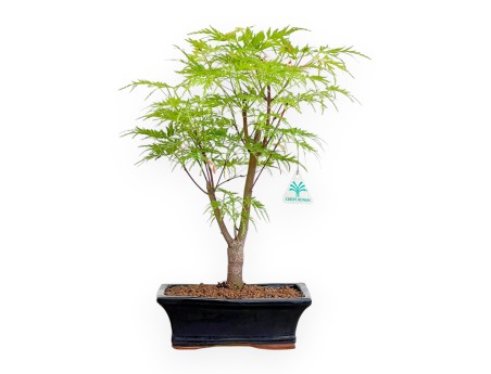 Acer Palmatum Dissectum - Arce - 42 cm