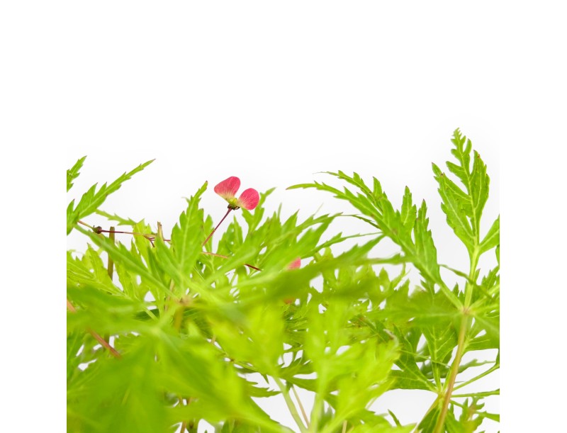 Acer Palmatum Dissectum - Acero - 42 cm