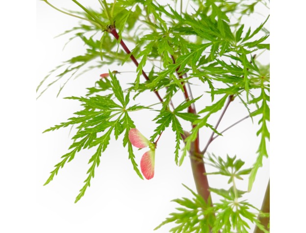 Acer Palmatum Dissectum - Maple - 42 cm 2