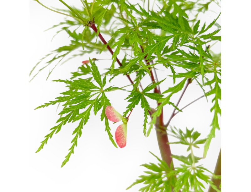 Acer Palmatum Dissectum - Arce - 42 cm