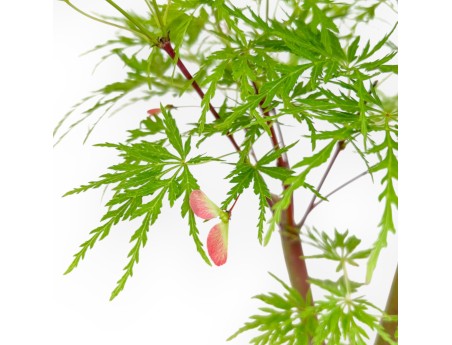 Acer Palmatum Dissectum - Maple - 42 cm