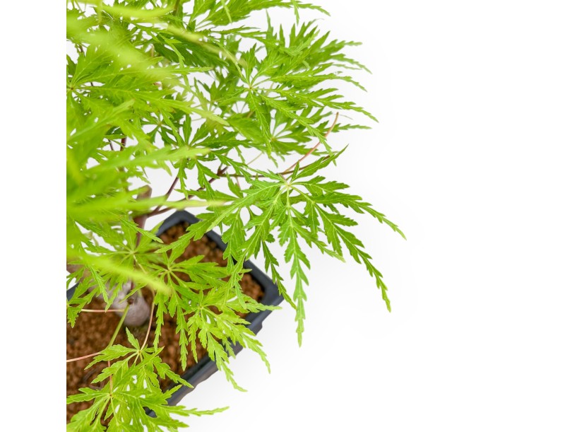 Acer Palmatum Dissectum - Esdoorn - 42 cm