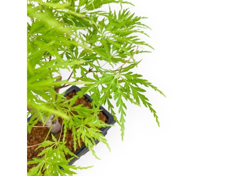 Acer Palmatum Dissectum - Maple - 42 cm