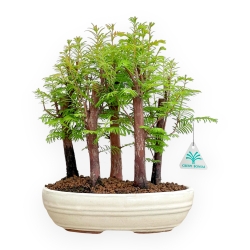 Metasequoia - 33 cm