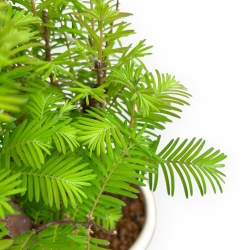 Metasequoia - 33 cm