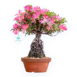 Rhododendron Indicum Hanabin - Azalea - 39 cm