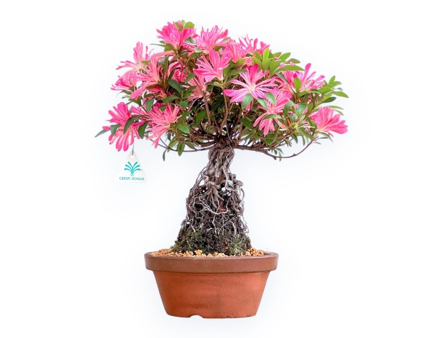 Rhododendron Indicum Hanabin - Azalée - 39 cm