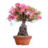 Rhododendron Indicum Hanabin - Azalea - 39 cm