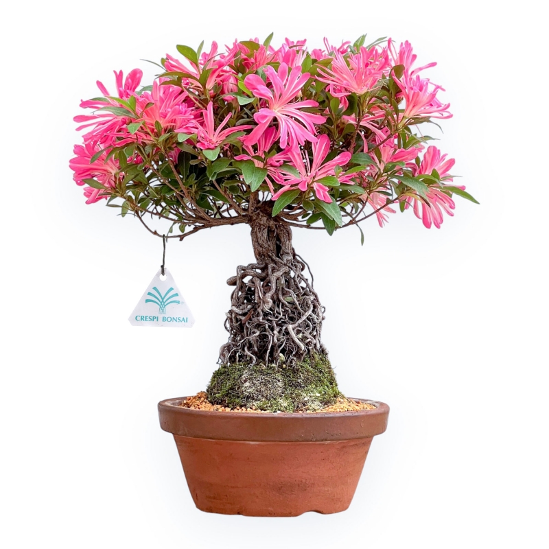 Rhododendron Indicum Hanabin - Azalea - 39 cm